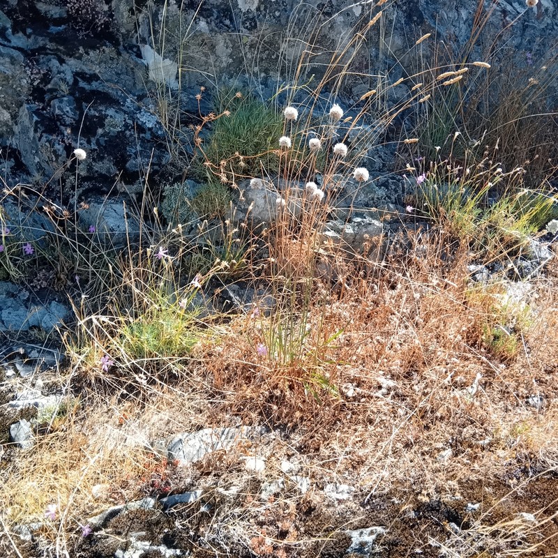 Armeria transmontana photo 8