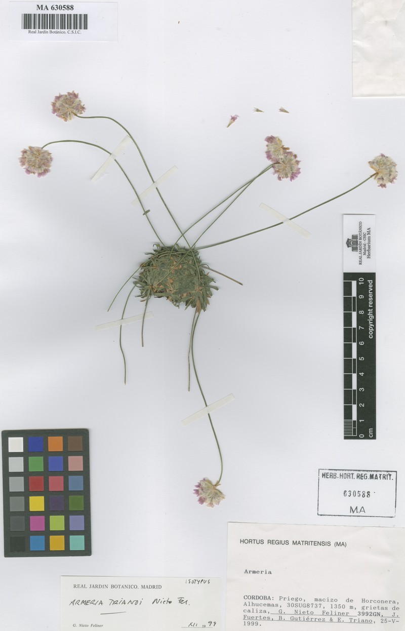Armeria trianoi