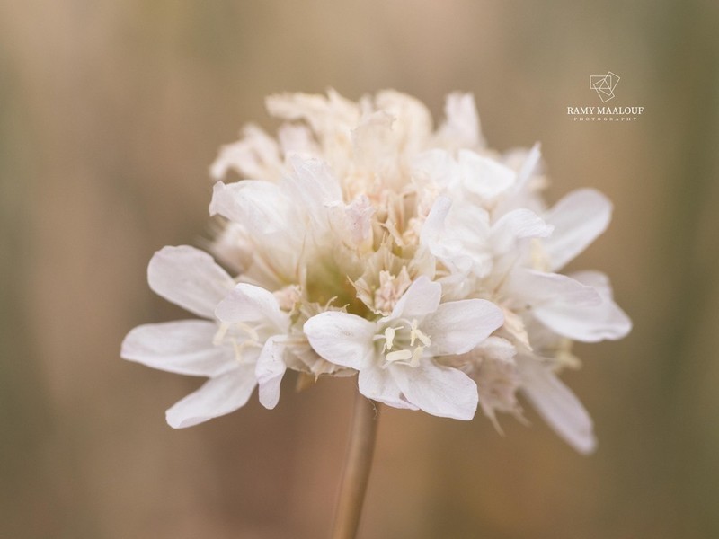 Armeria undulata