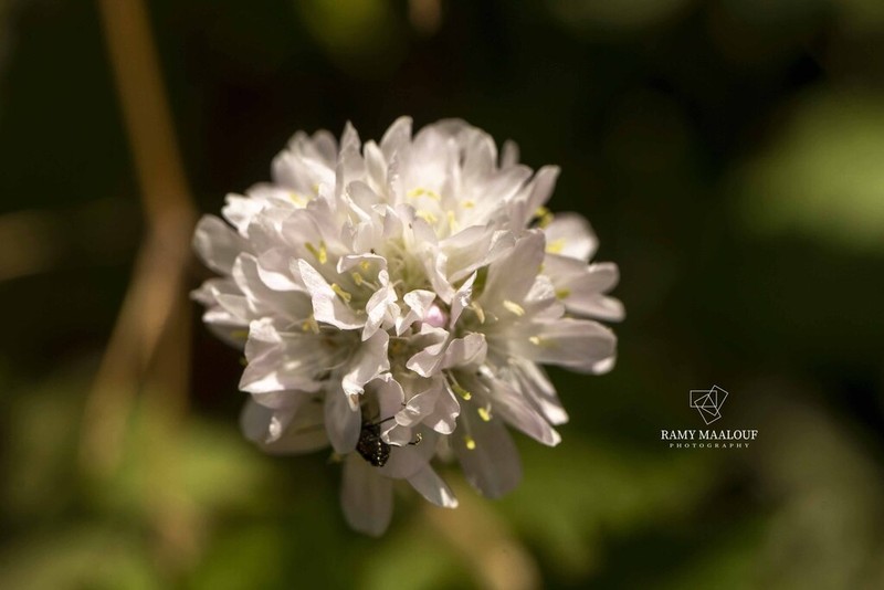 Armeria undulata photo 2