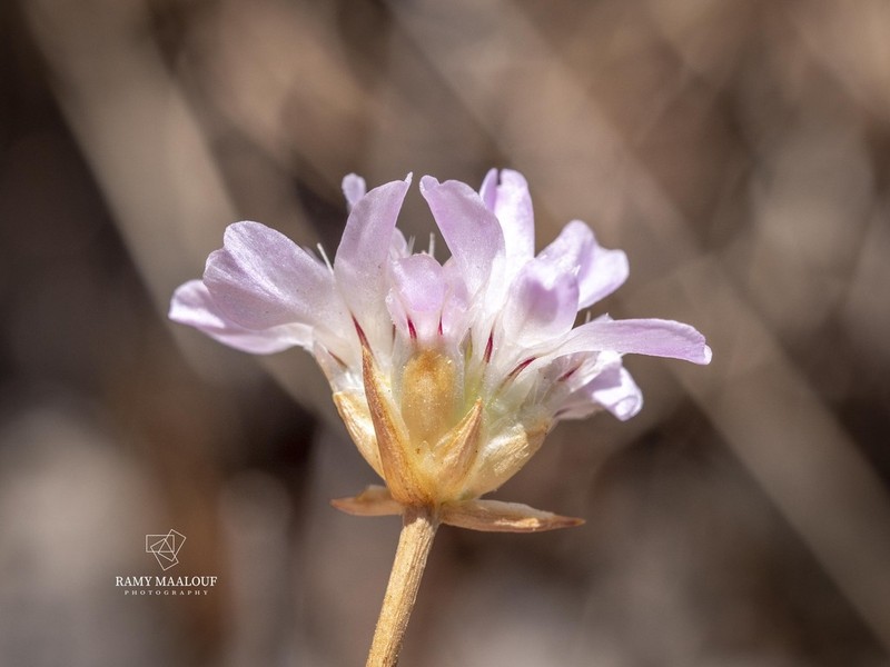 Armeria undulata photo 3