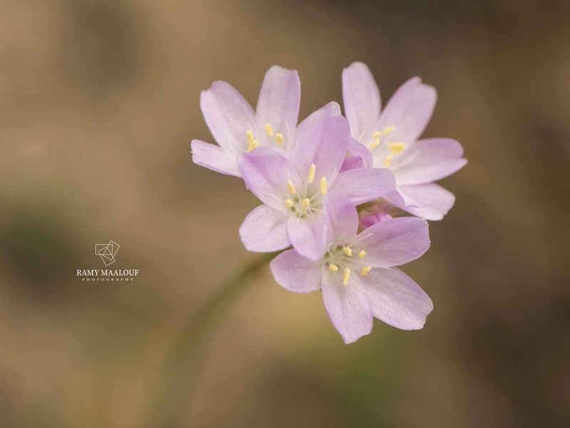Armeria undulata photo 4
