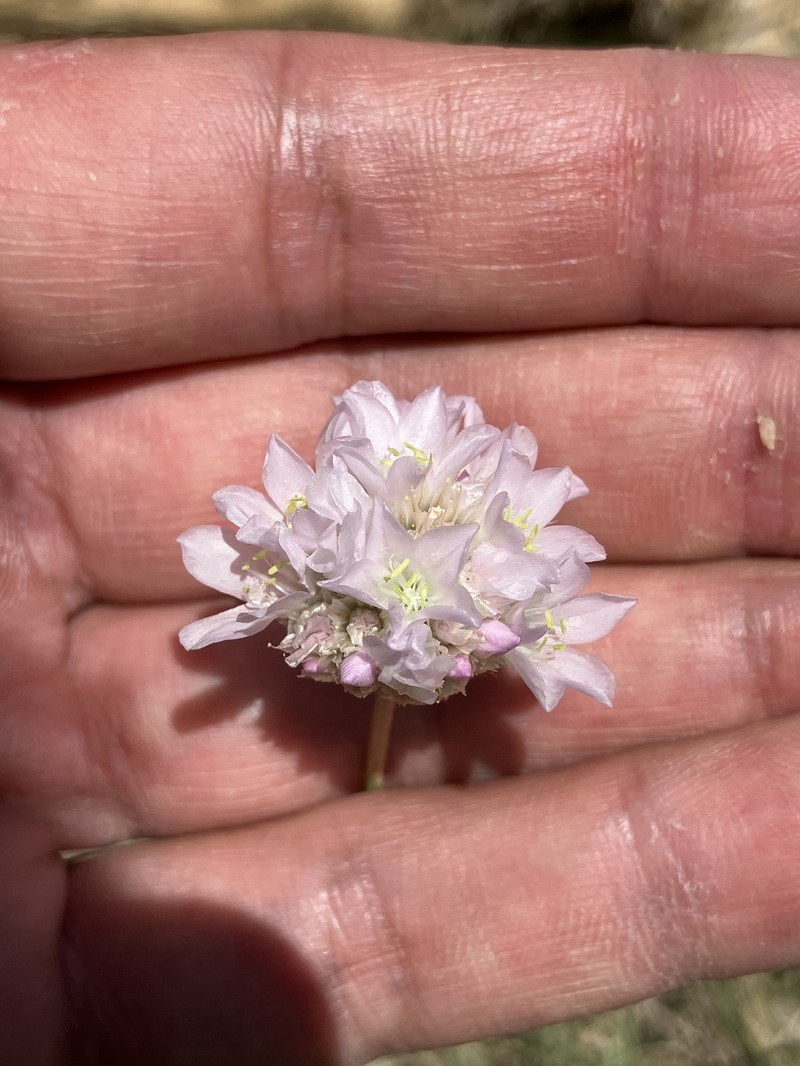 Armeria undulata photo 6