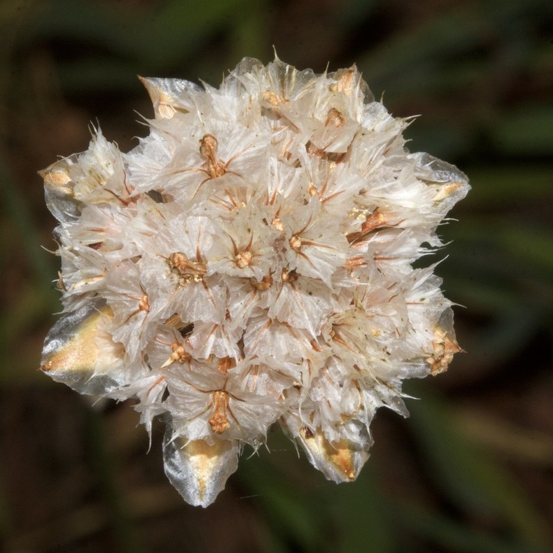 Armeria velutina