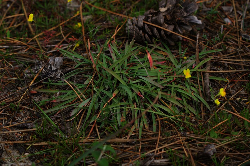 Armeria velutina photo 2