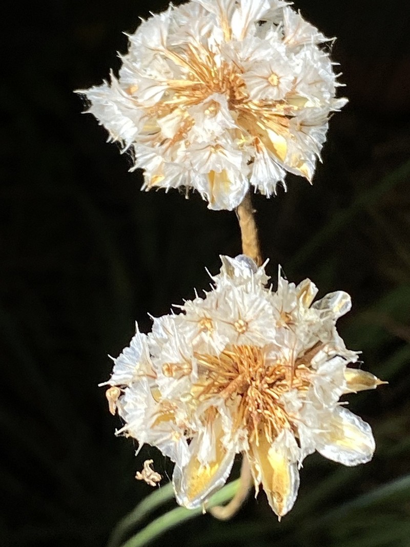 Armeria velutina photo 3