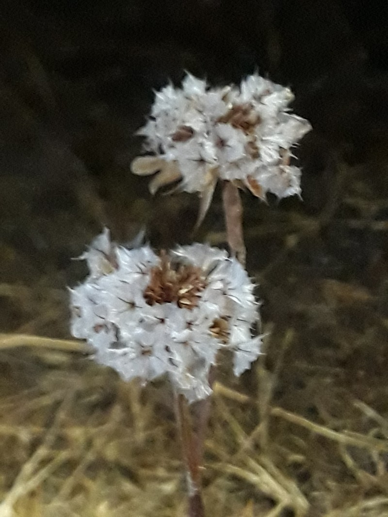Armeria velutina photo 4