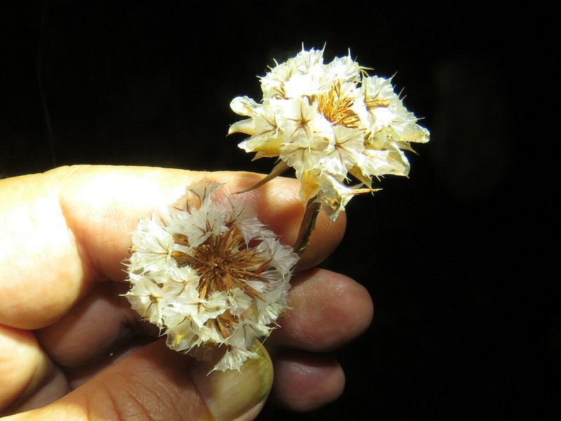 Armeria velutina photo 5