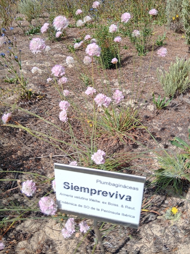 Armeria velutina photo 7