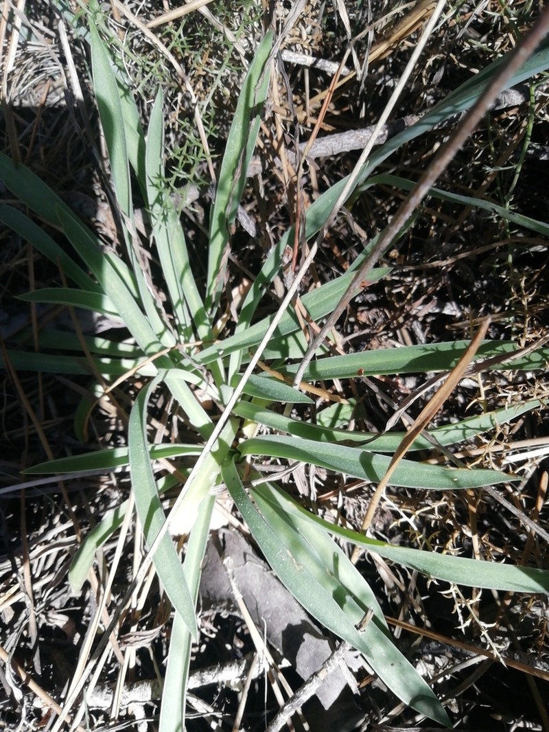 Armeria velutina photo 8