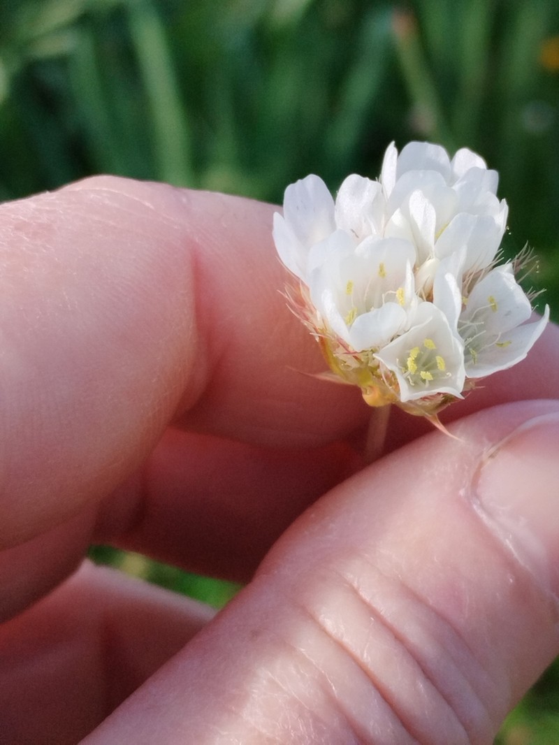 Armeria villosa