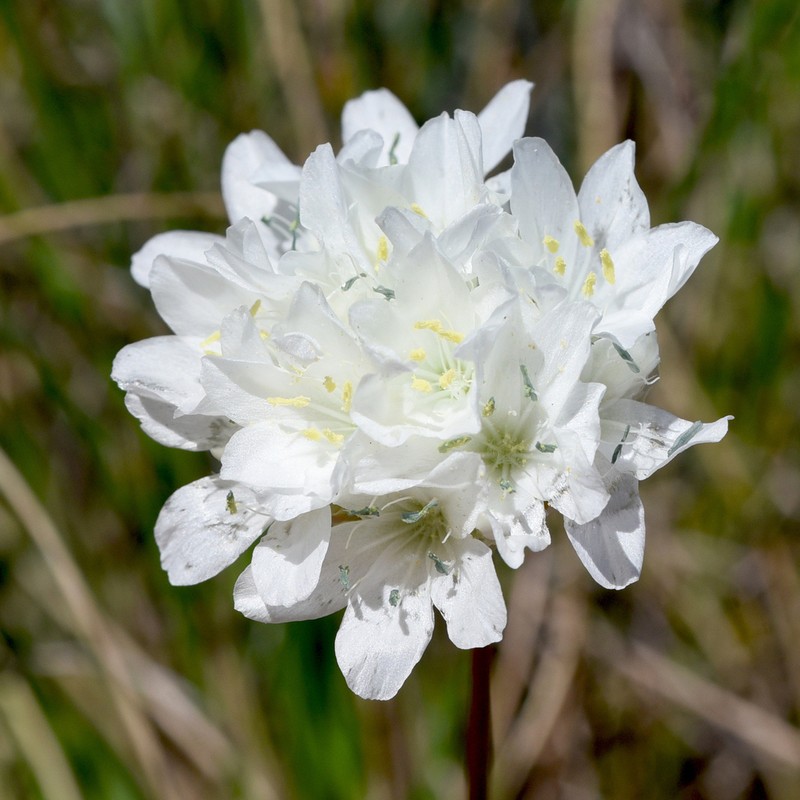 Armeria villosa photo 2