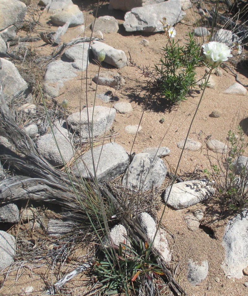 Armeria villosa photo 3
