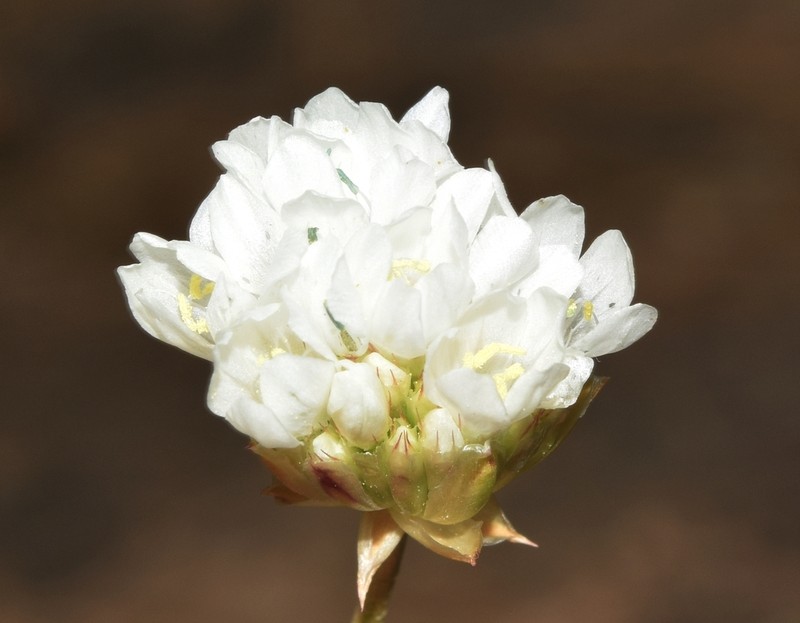 Armeria villosa photo 4