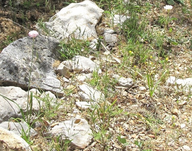 Armeria villosa photo 5