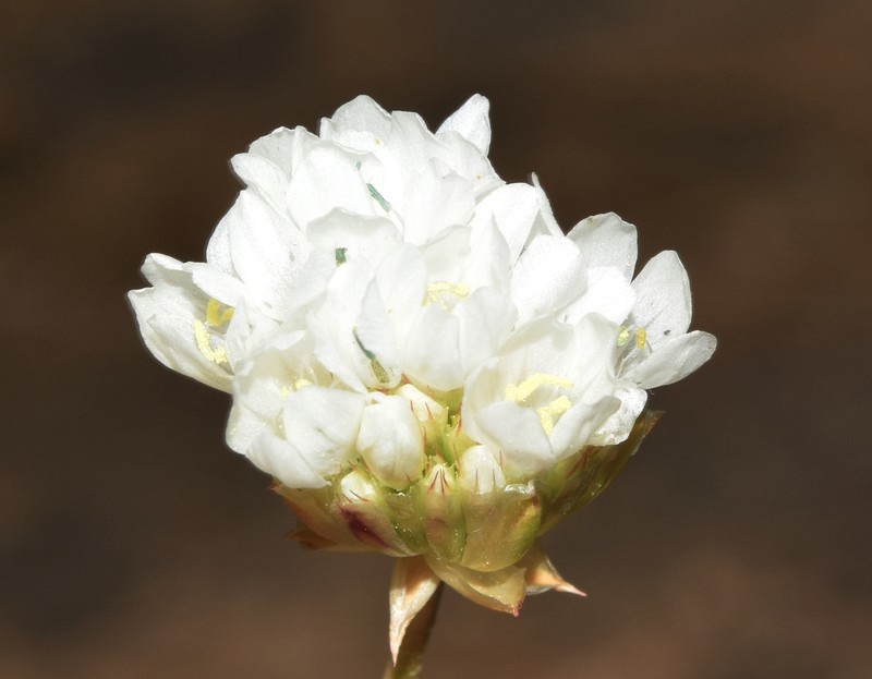 Armeria villosa photo 7