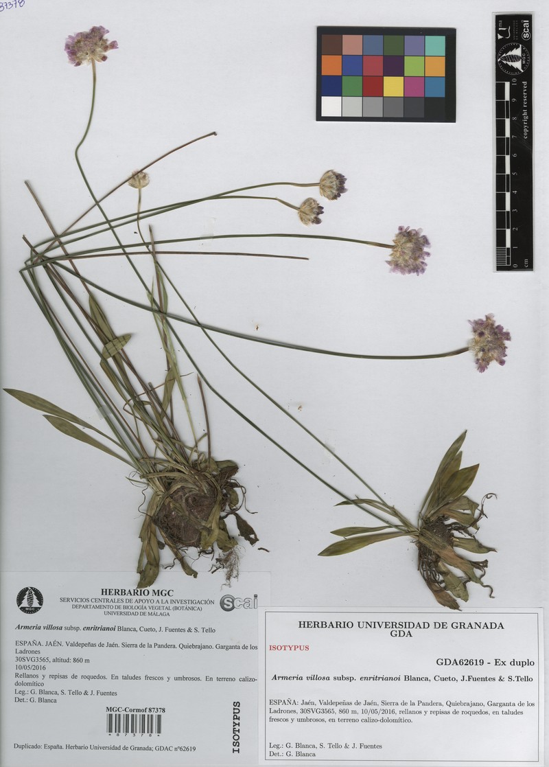 Armeria villosa subsp. enritrianoi