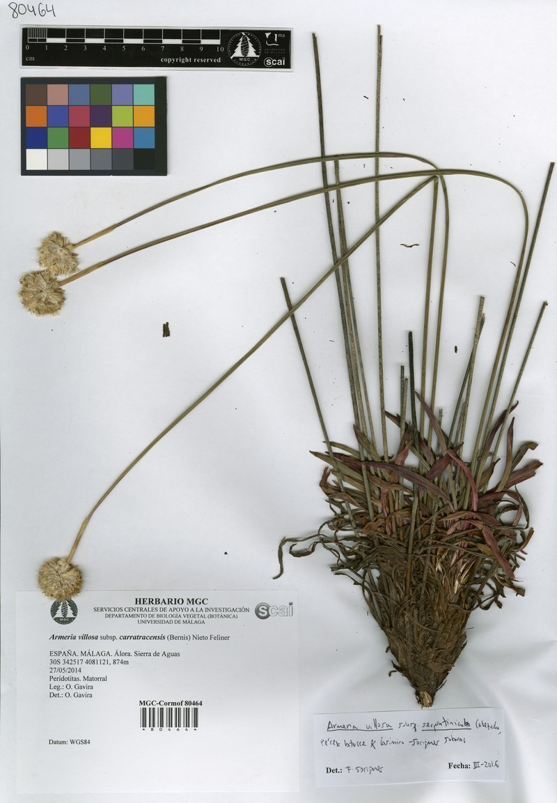 Armeria villosa subsp. serpentinicola