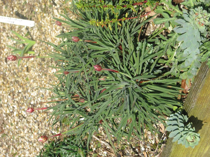 Armeria welwitschii photo 2