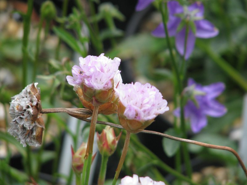 Armeria welwitschii photo 3