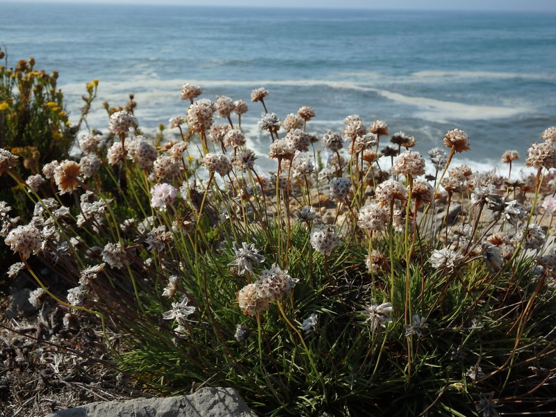 Armeria welwitschii photo 4