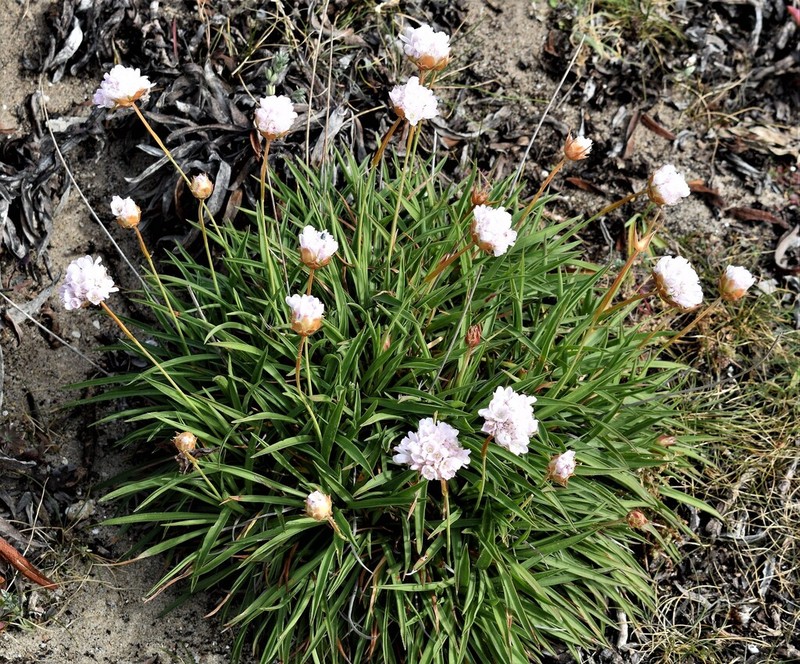 Armeria welwitschii photo 5