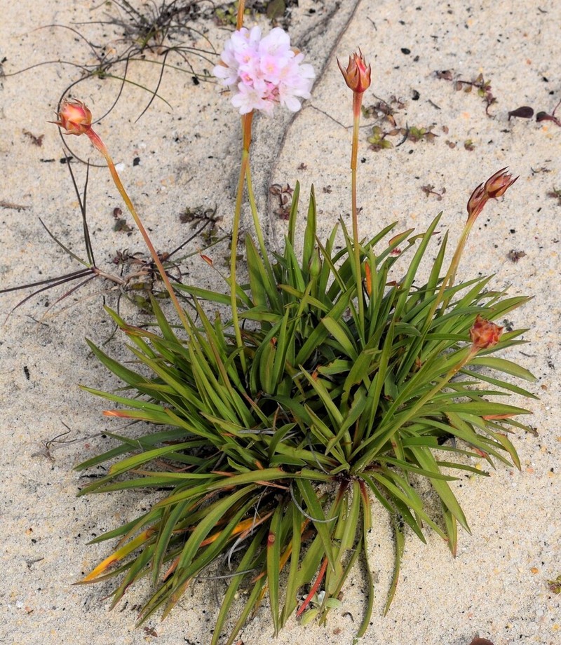 Armeria welwitschii photo 6