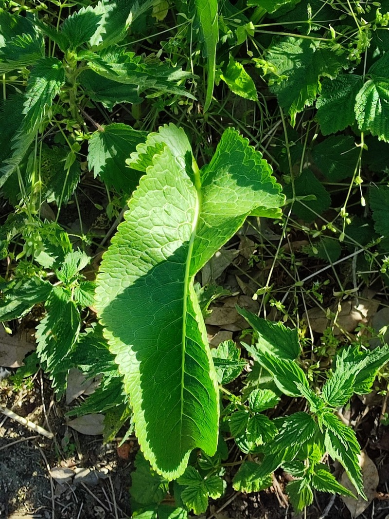 Horseradish photo 2