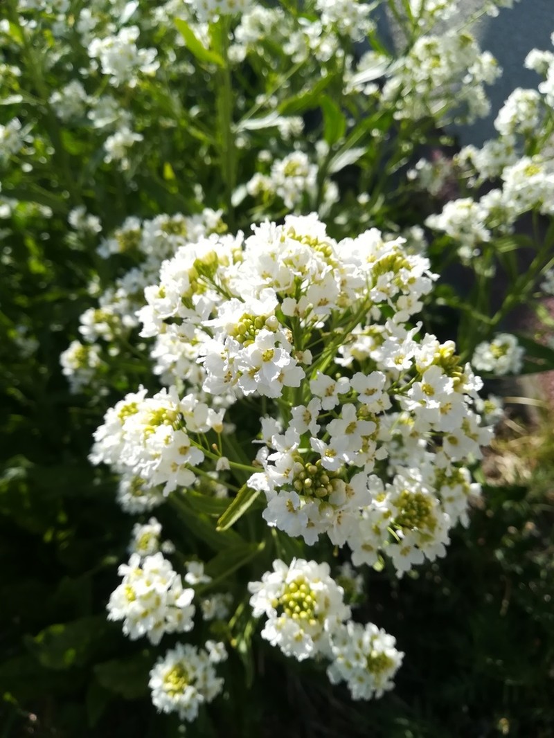 Horseradish photo 3