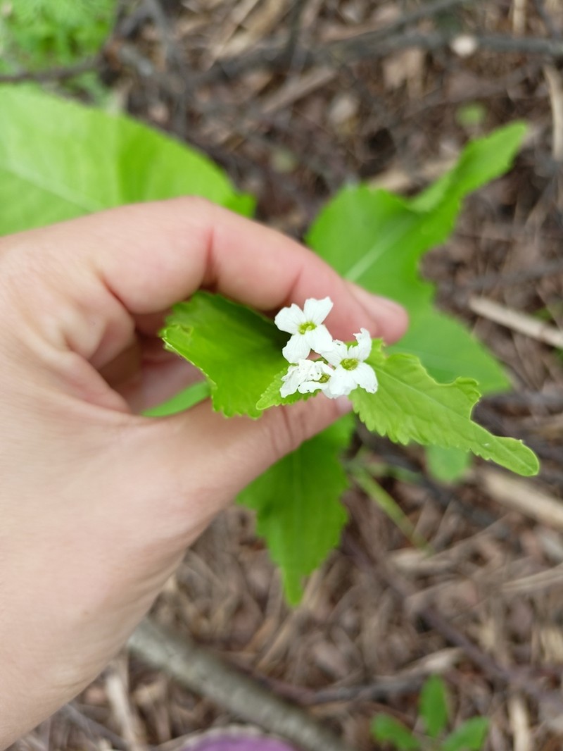Horseradish photo 4
