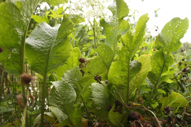 Horseradish photo 5