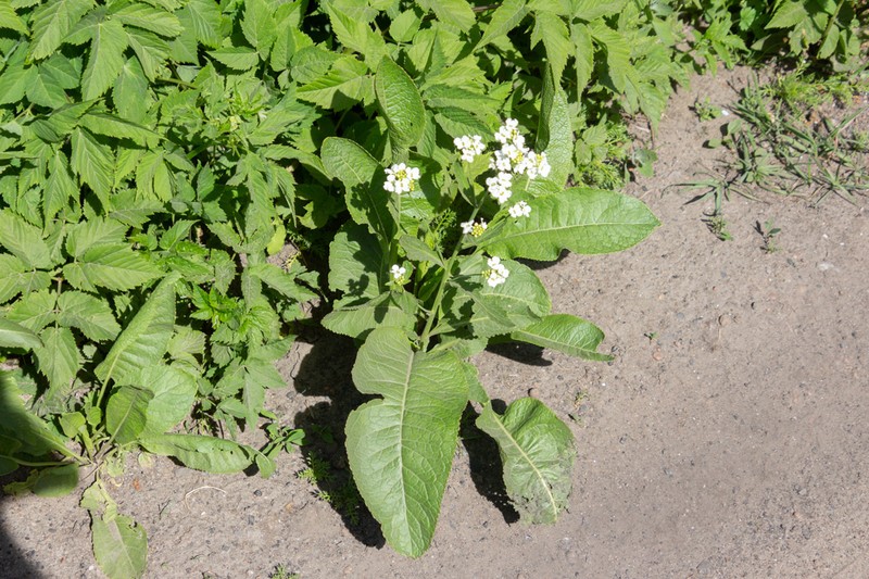 Horseradish photo 6