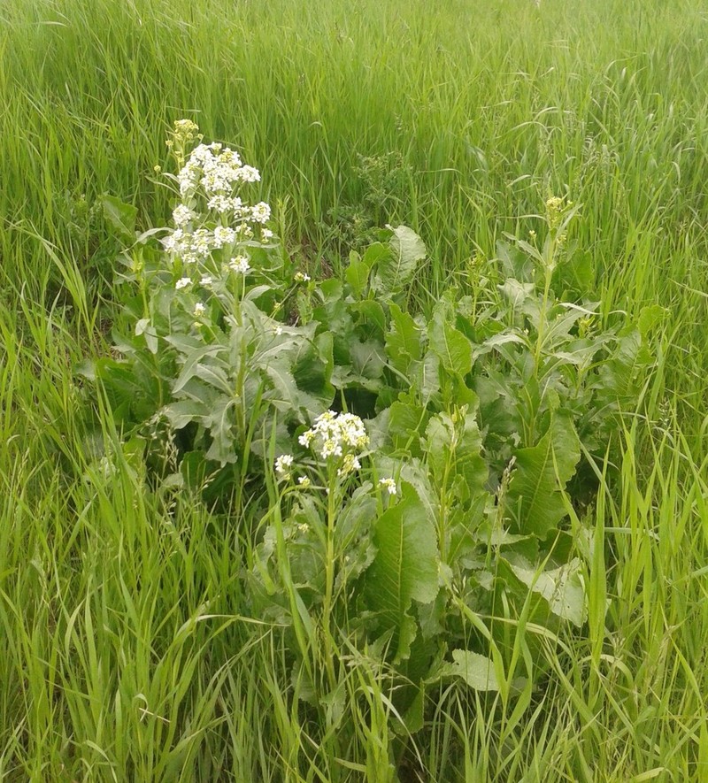 Horseradish photo 7