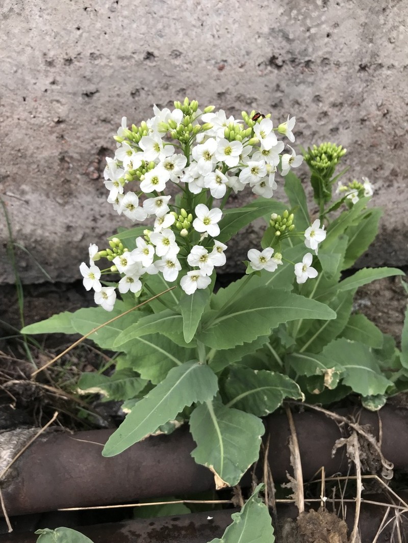 Armoracia sisymbrioides photo 2