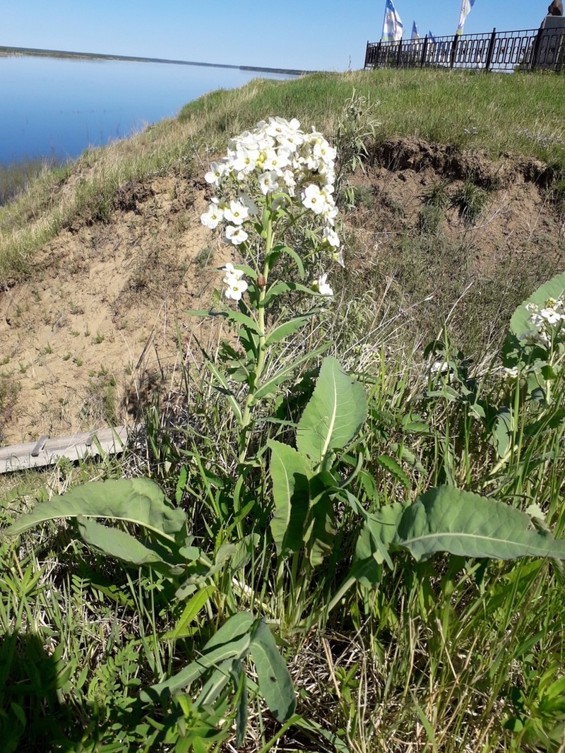 Armoracia sisymbrioides photo 3