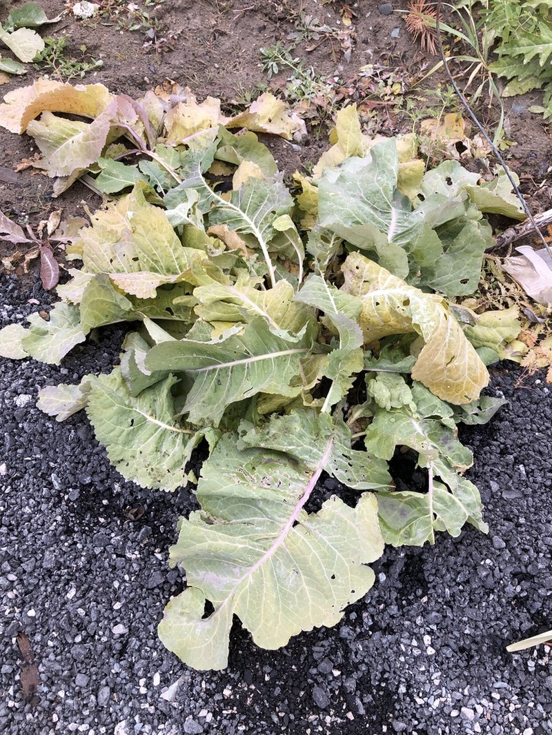 Armoracia sisymbrioides photo 4