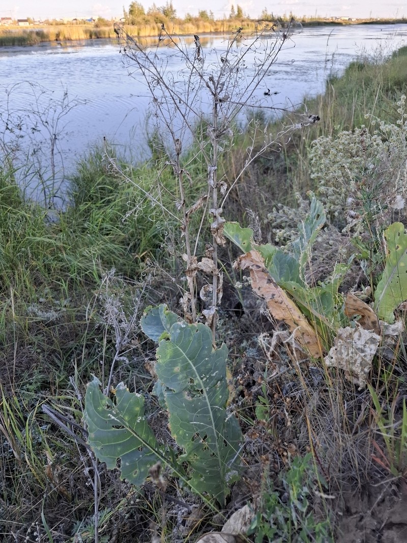 Armoracia sisymbrioides photo 5