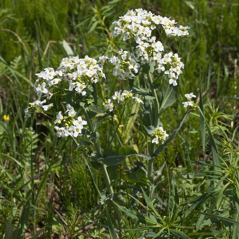 Armoracia sisymbrioides photo 6