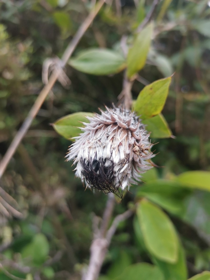 Arnaldoa argentea