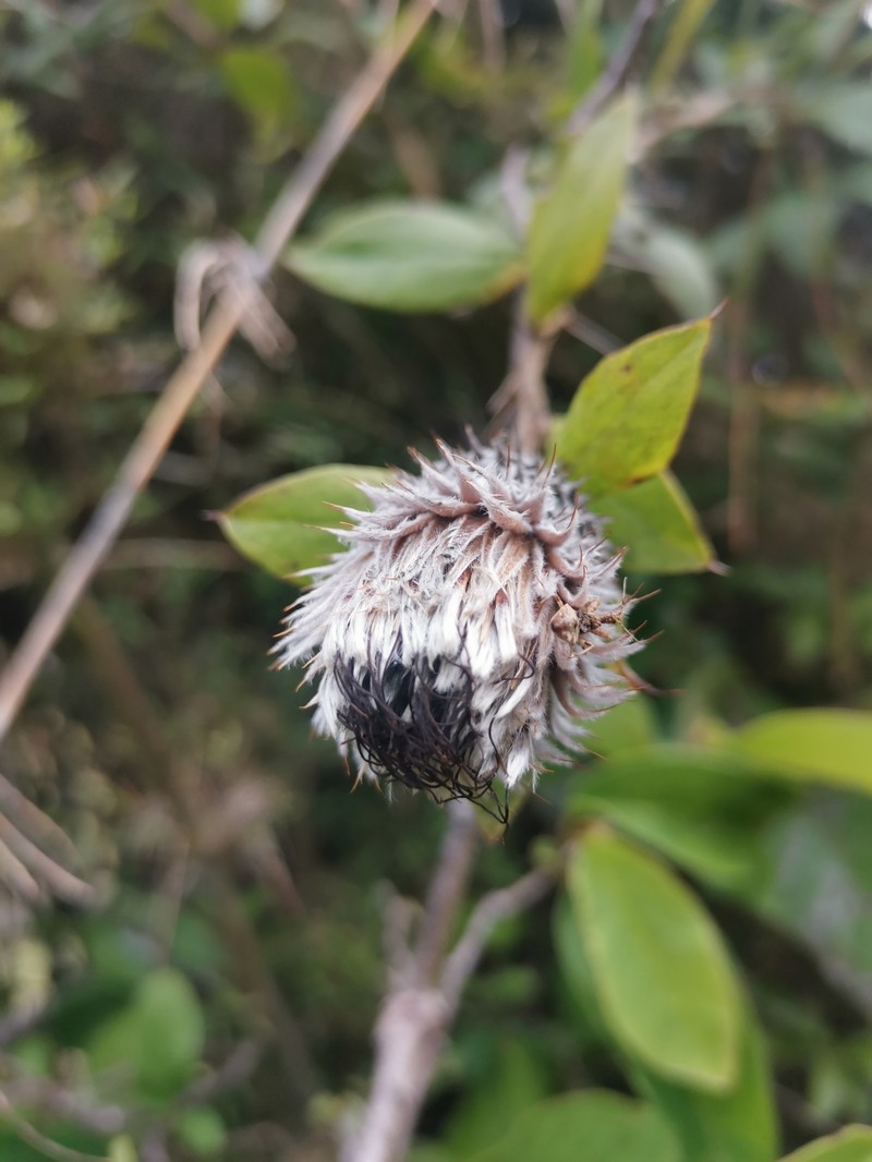 Arnaldoa argentea photo 2