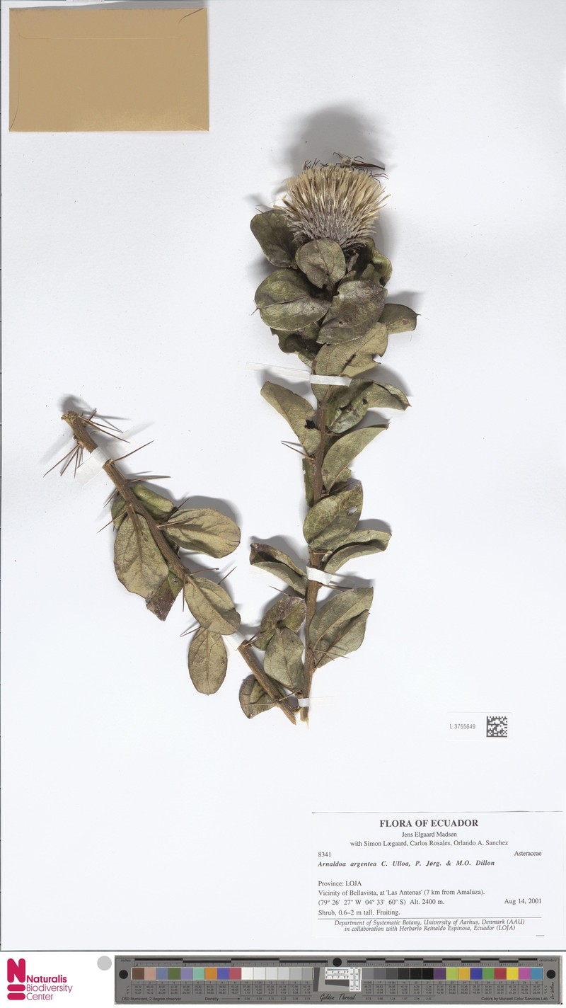 Arnaldoa argentea photo 3