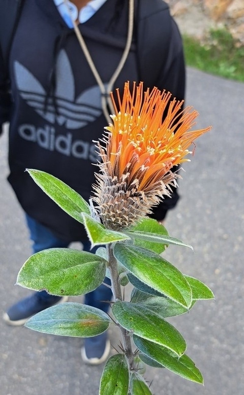 Arnaldoa weberbaueri
