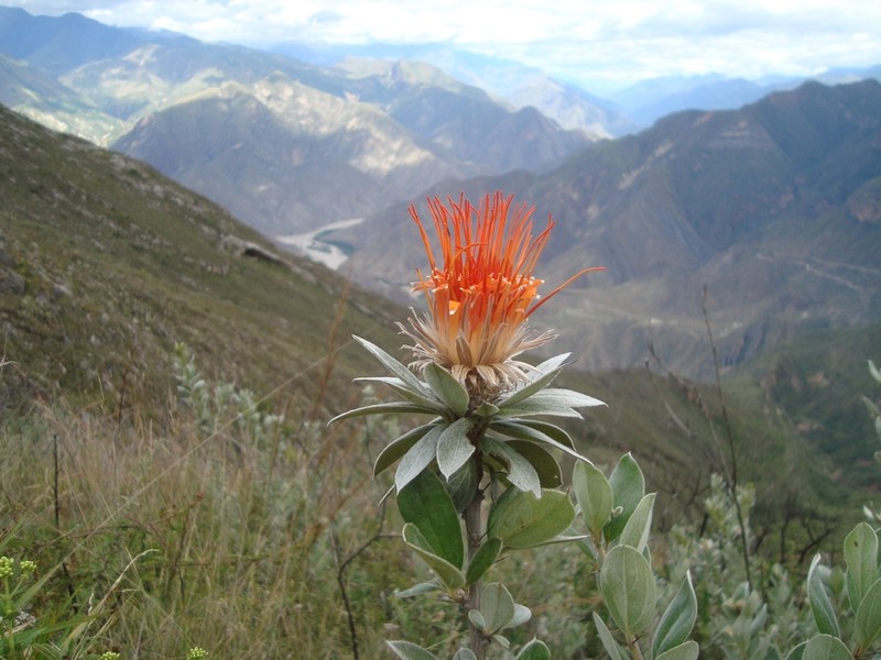 Arnaldoa weberbaueri photo 6