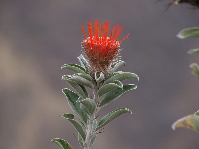 Arnaldoa weberbaueri photo 8