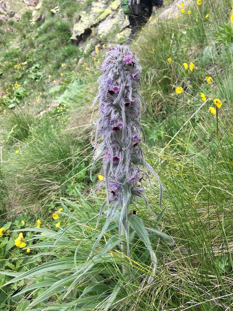 Arnebia benthamii