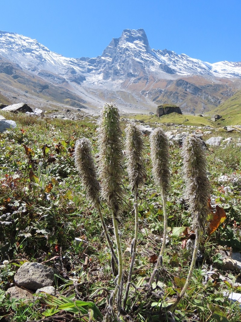 Arnebia benthamii photo 2