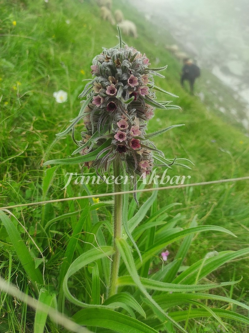 Arnebia benthamii photo 3