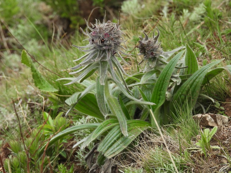 Arnebia benthamii photo 4