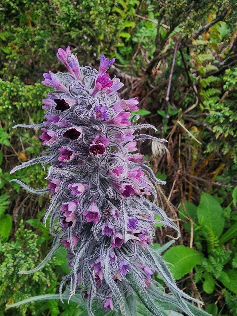 Arnebia benthamii photo 5