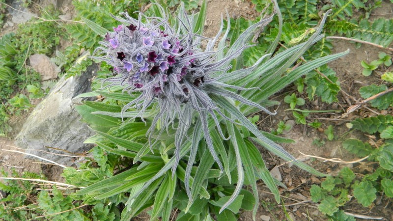 Arnebia benthamii photo 6